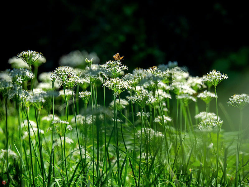 Garlic Chives - Allium tuberosum