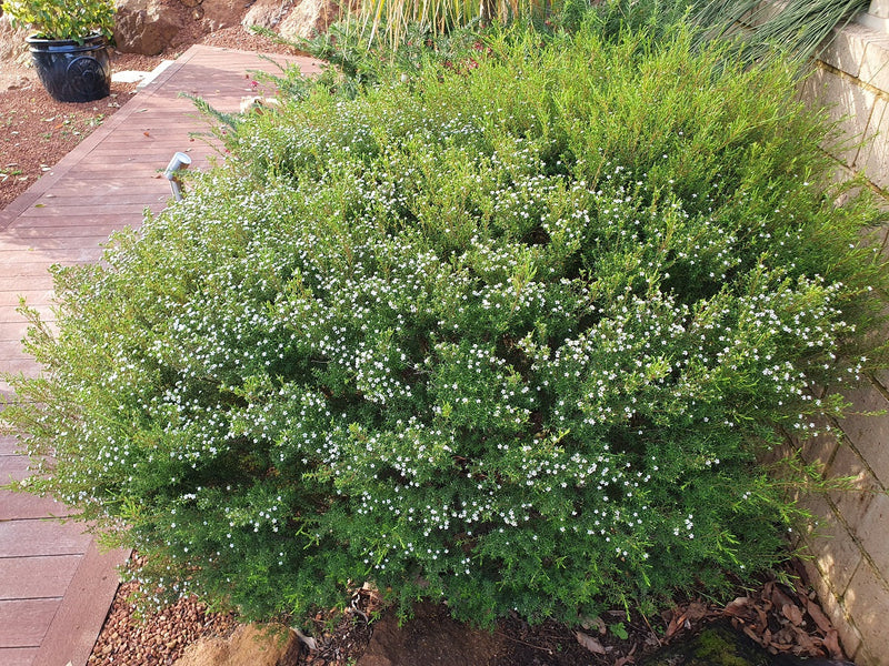 Coleonema album - White Diosma