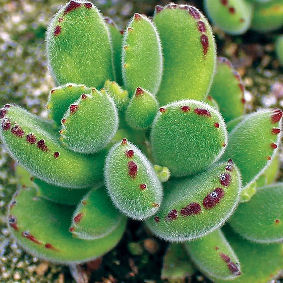 Cotyledon tomentosa ladismithiensis - Bears Paw