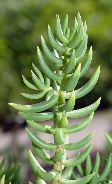 Crassula tetragona - Miniature Pine Tree