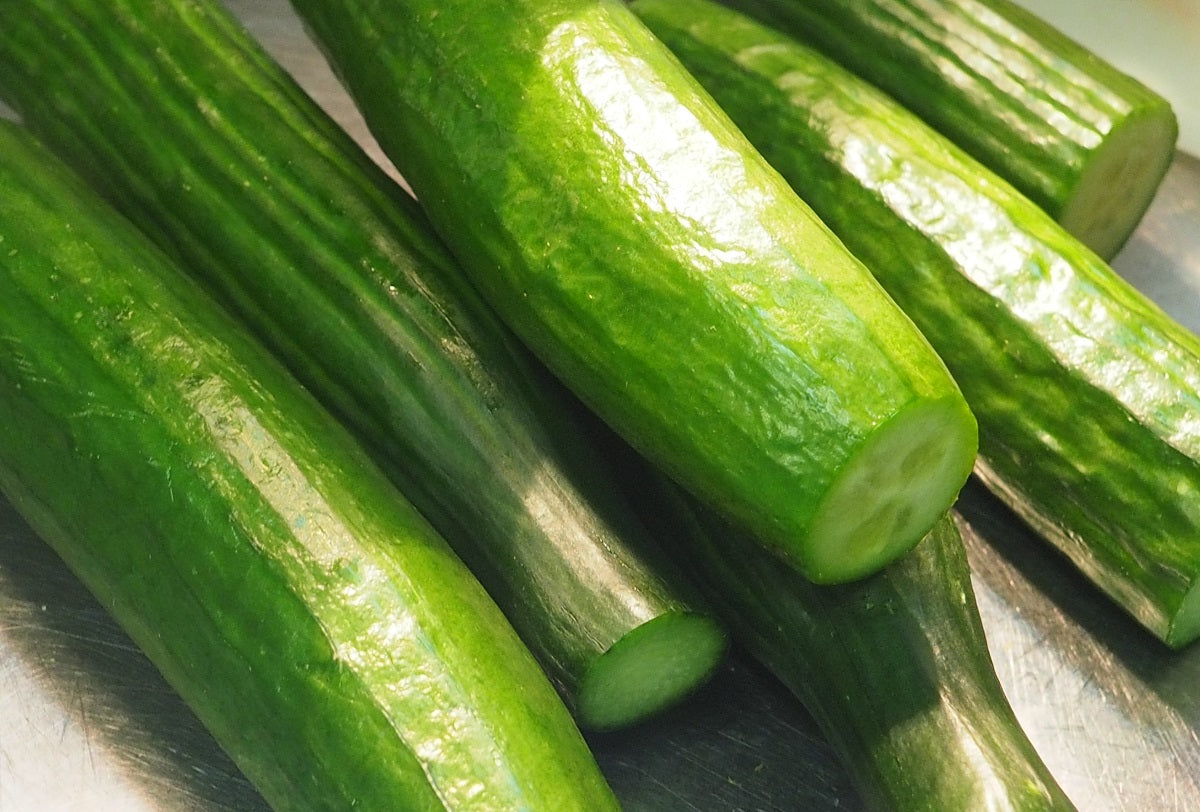 Cucumber - LEBANESE - Cucumis sativus