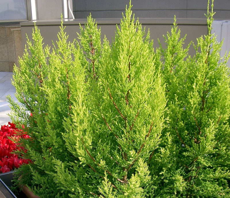 Hesperocyparis macrocarpa - LEMON SCENT - Monterey Cypress