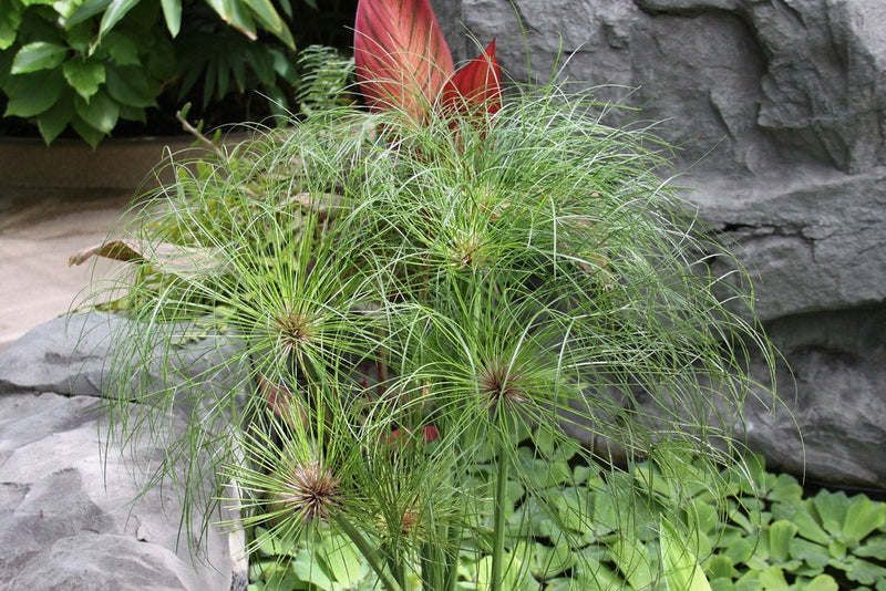 Cyperus papyrus - Dwarf Paper Reed Water Plant