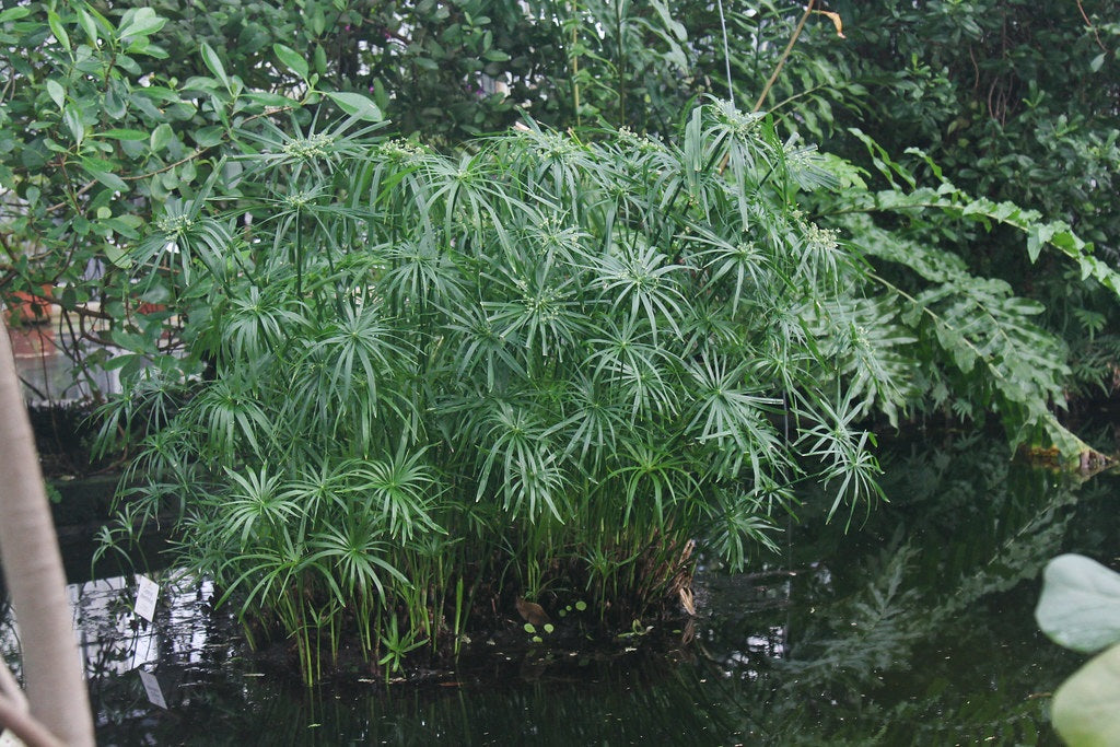 Cyperus gracilis - Umbrella Grass Water Plant