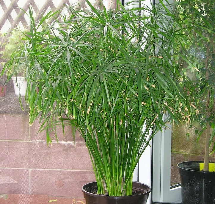 Cyperus gracilis - Dwarf Umbrella Grass Water Plant