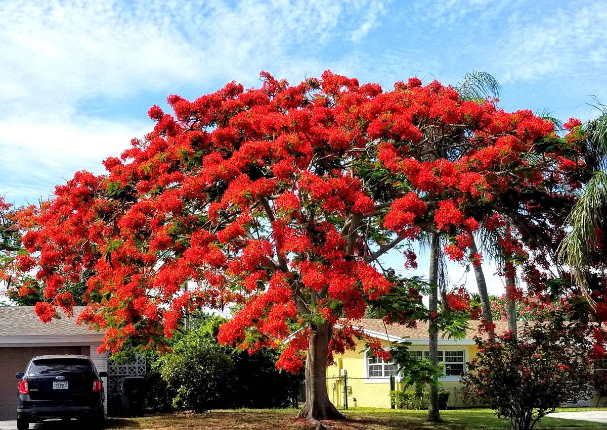 Delonix regia - Poinciana