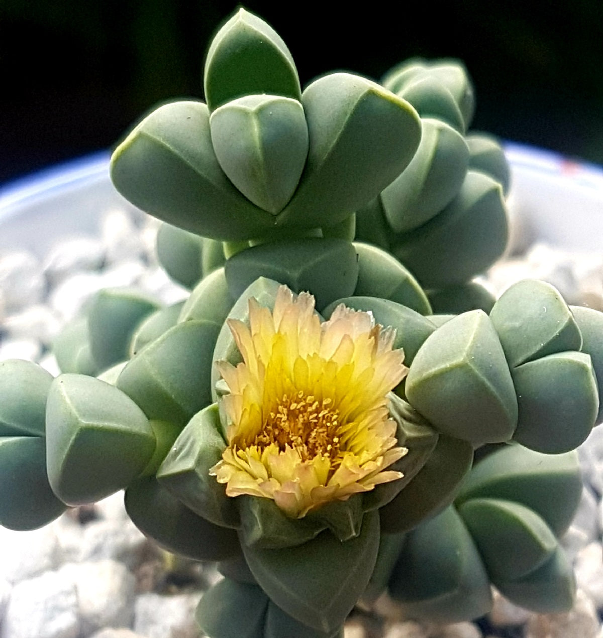 Delosperma lehmannii - Ice Plant