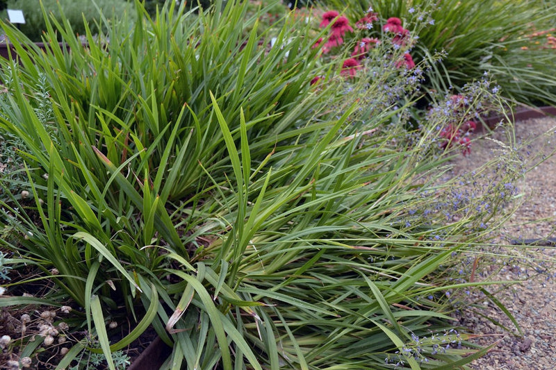 Dianella caerulea - LAKEVIEW GREEN - Blue Flax Lily