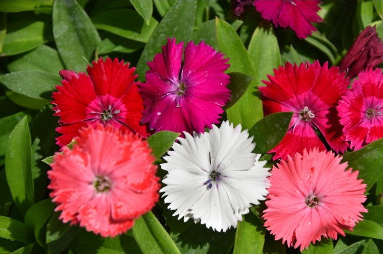 Dianthus chinensis - PLUTO - China Pinks