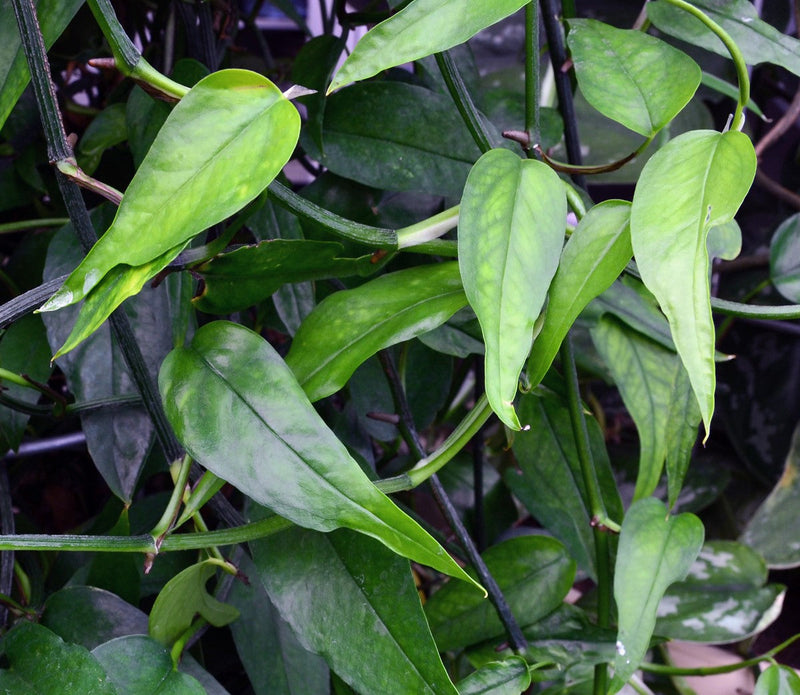 Epipremnum pinnatum - SKELETON KEY - Centipede Tongavine