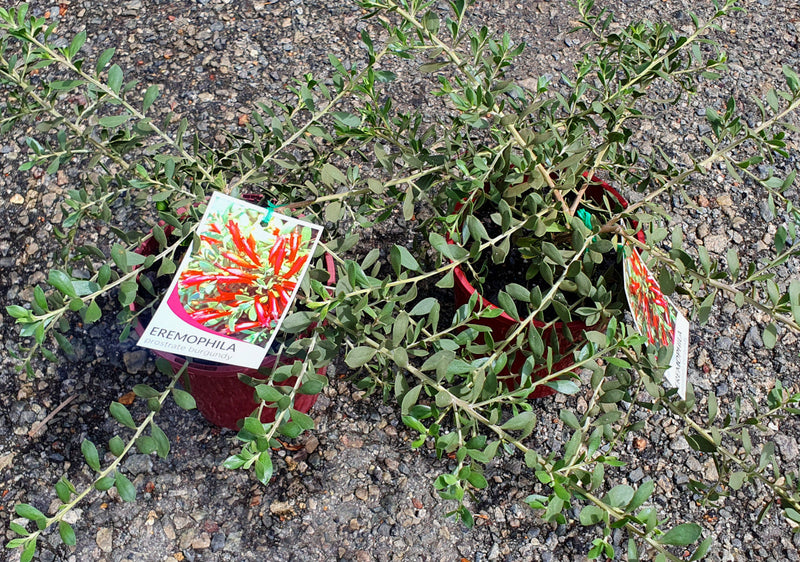 Eremophila glabra - PROSTRATE BURGUNDY - Emu Bush