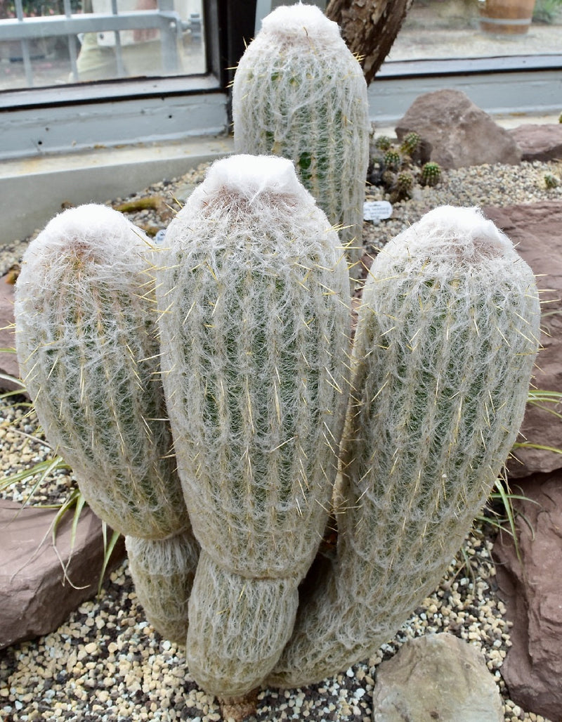 Espostoa lanata - Peruvian Old Man Cactus