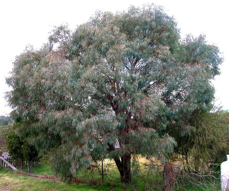 Eucalyptus nicholii - Willow Peppermint