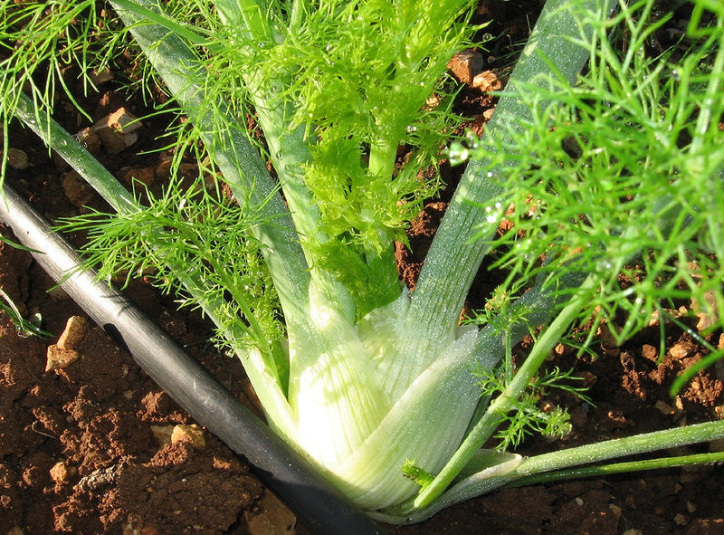 Fennel Florence - Foeniculum vulgare azoricum