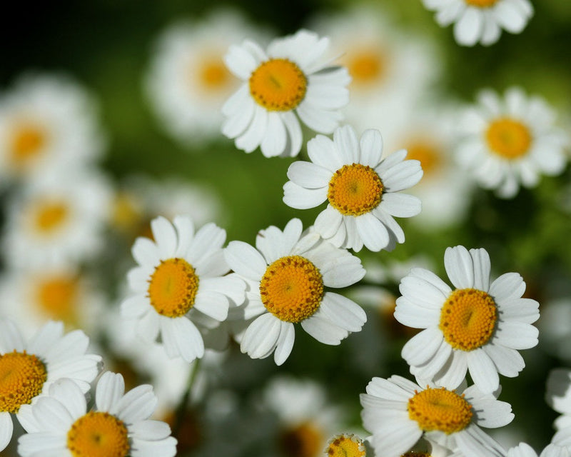 Feverfew - Tanacetum parthenium