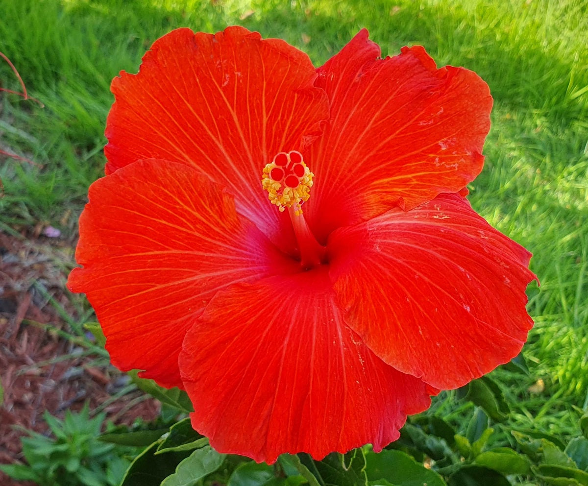 Hibiscus rosa-sinensis - FIREBIRD - China Rose