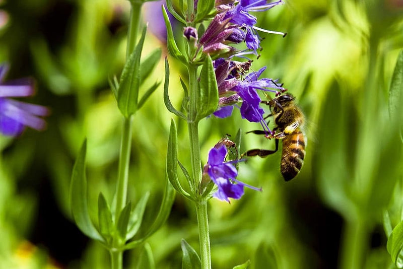 Hyssop - Hyssopus officinalis