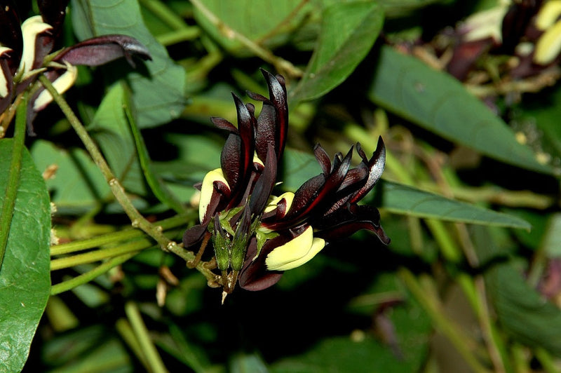 Kennedia nigricans - Black Coral Pea