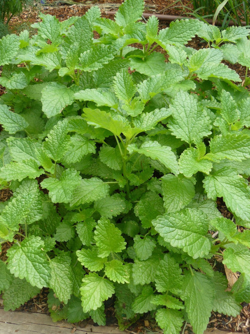 Lemon Balm - Melissa officinalis