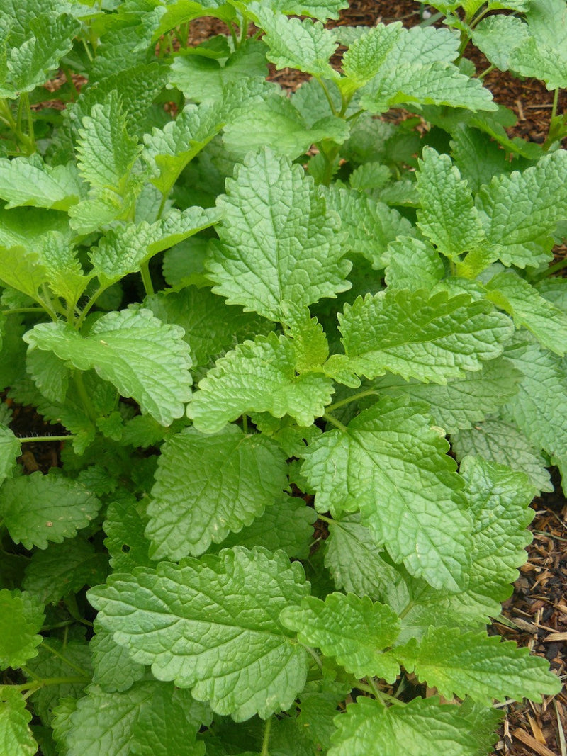 Lemon Balm - Melissa officinalis