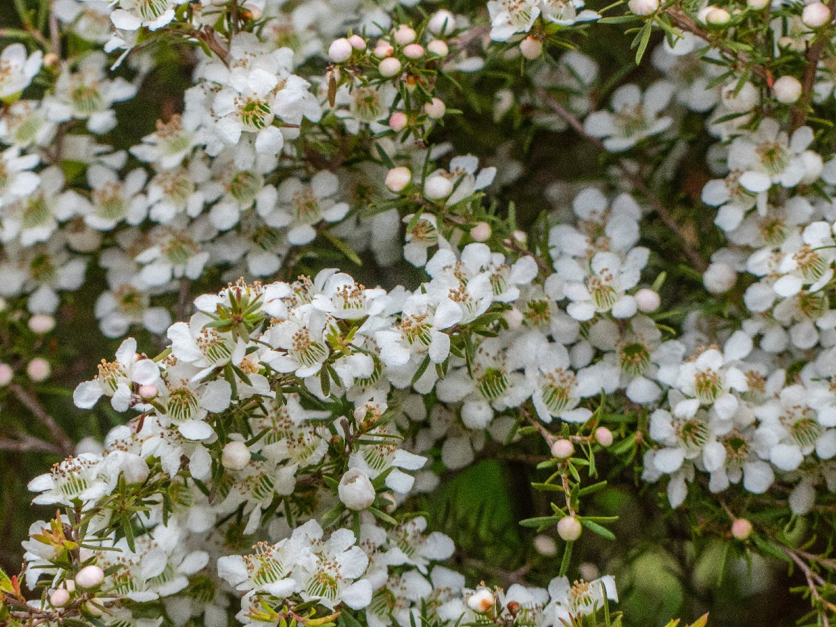 Leptospermum polygalifolium - CARDWELL - Jelly Bush