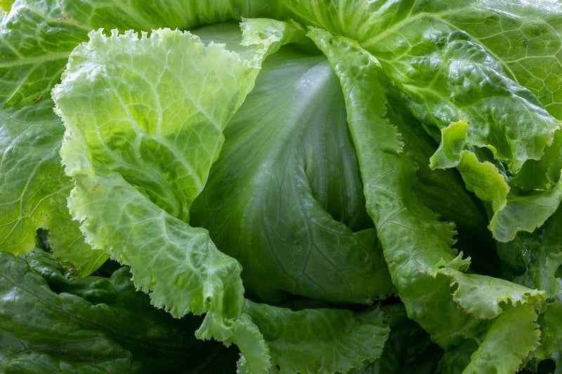 Lettuce - ICEBERG - Lactuca sativa