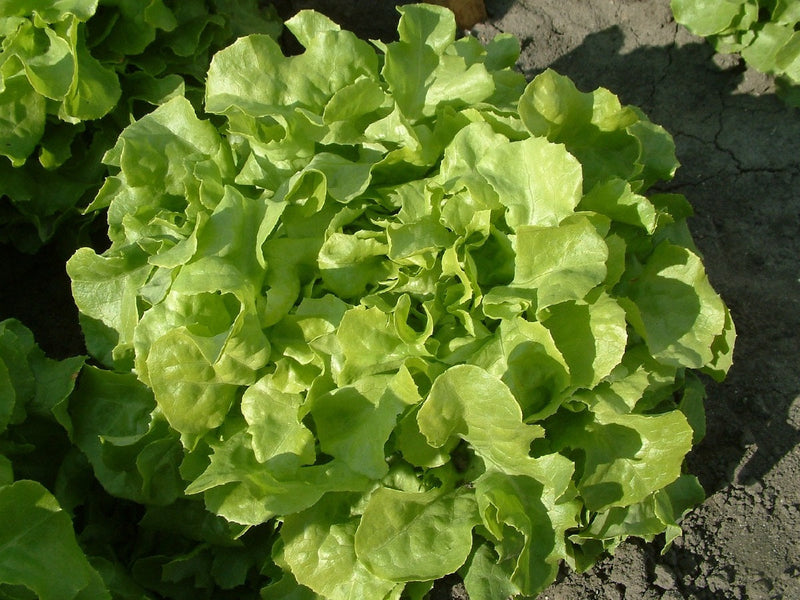 Lettuce - OAKLEAF - Lactuca sativa