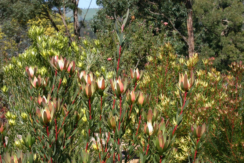 Leucadendron discolor x salignum - SIXTEEN CANDLES - Piketburg Sunshine Conebush