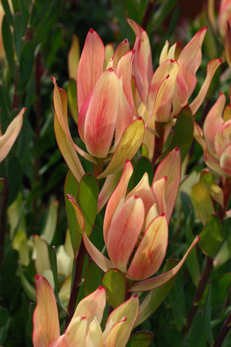 Leucadendron discolor x salignum - SIXTEEN CANDLES - Piketburg Sunshine Conebush