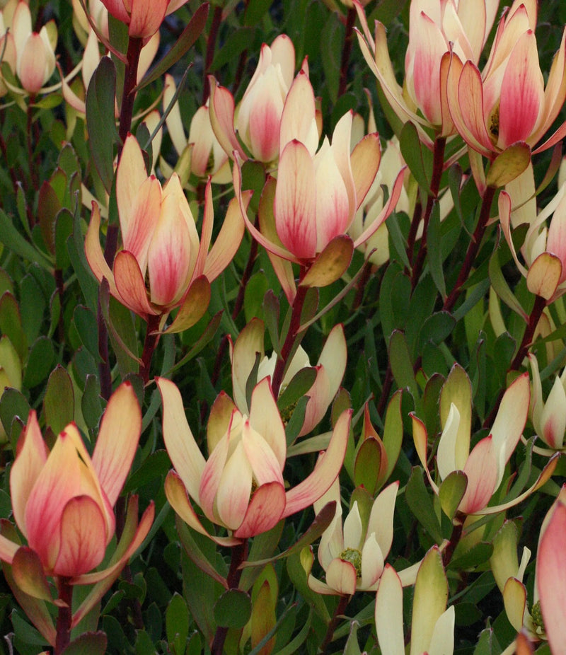 Leucadendron discolor x salignum - SIXTEEN CANDLES - Piketburg Sunshine Conebush