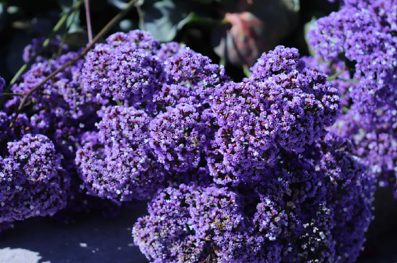 Limonium perezii - Purple Statice