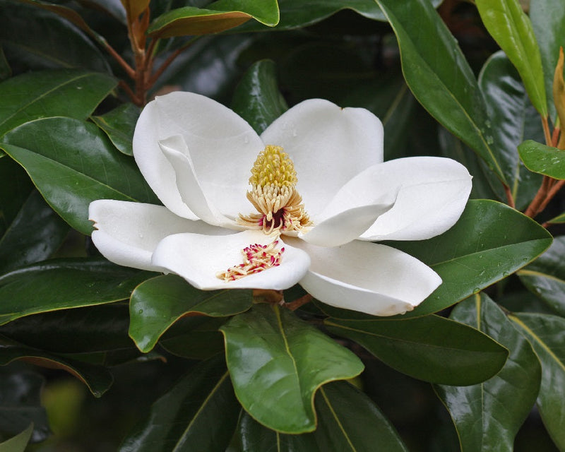 Magnolia grandiflora - LITTLE GEM - Southern Magnolia