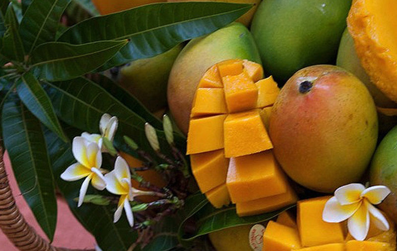 Mangifera indica - KENSINGTON PRIDE - Mango