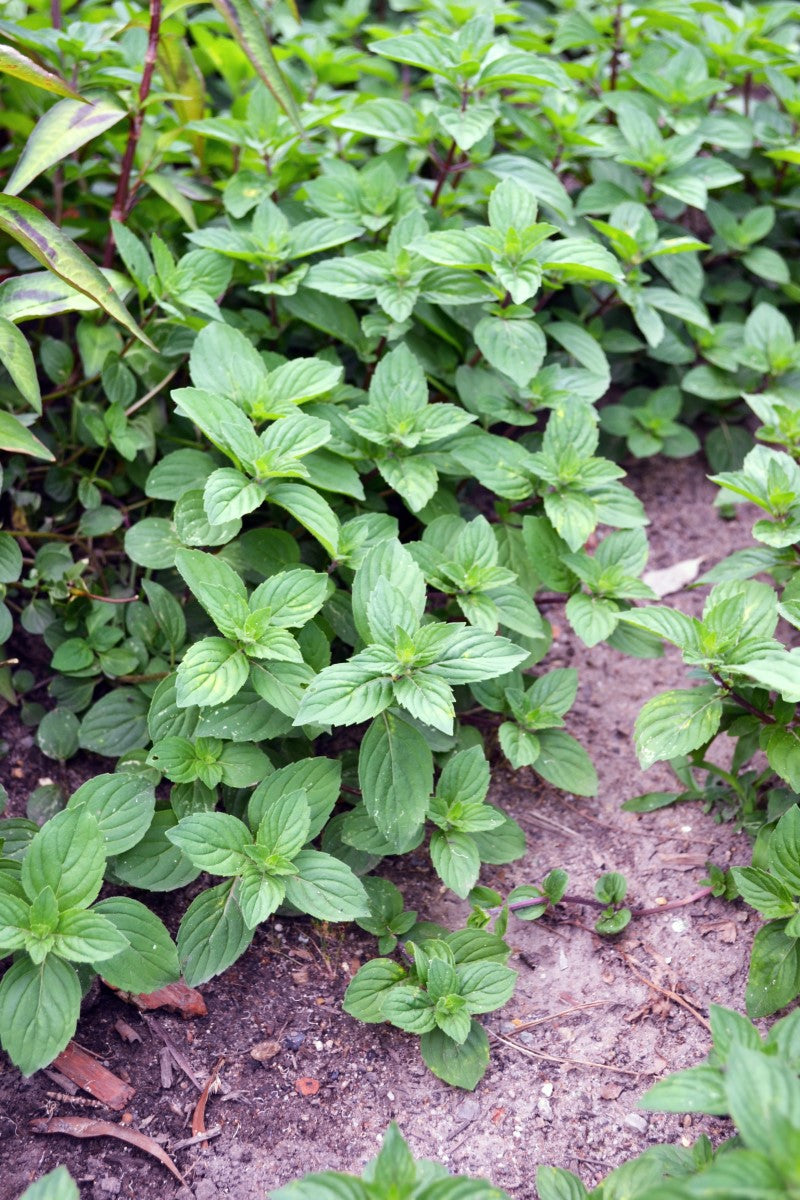 Mint - GINGER - Mentha x gracilis