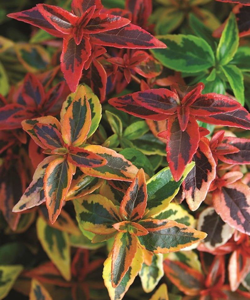 Linnaea x grandiflora - KALEIDOSCOPE - Glossy Abelia