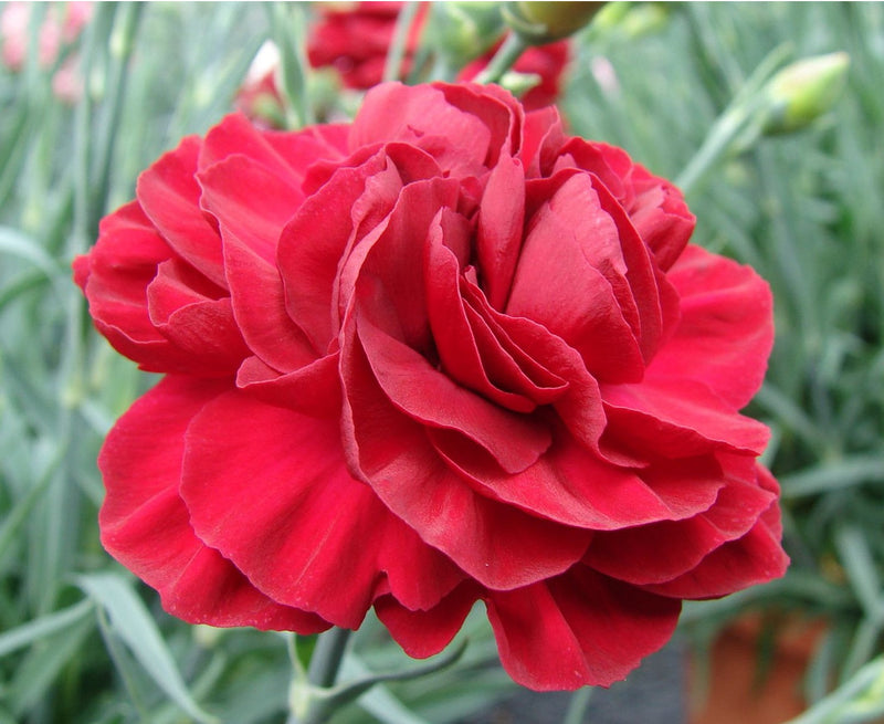 Dianthus x allwoodii - PASSION - Sweet William 'WP Passion' PBR