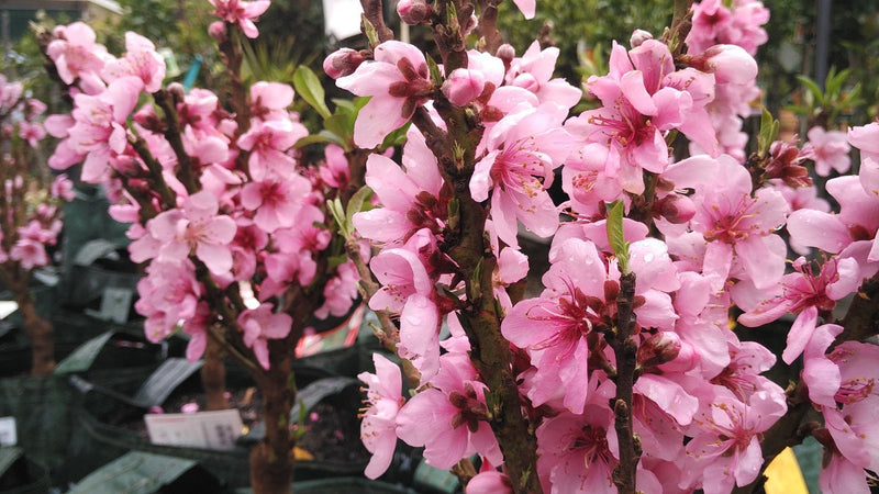 Prunus persica - 2-Way - TRIXZIE® - Dwarf Peach and Nectarine