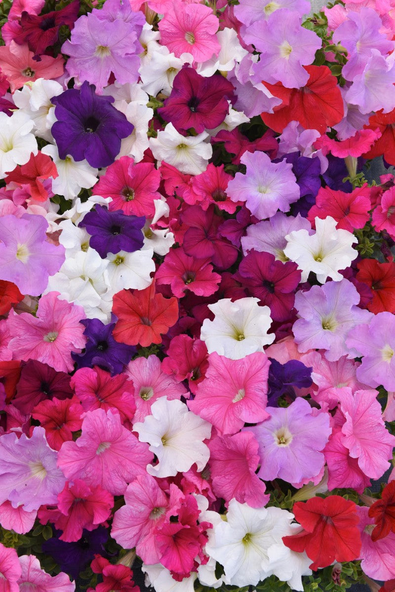 Petunia - CASCADE Mixed