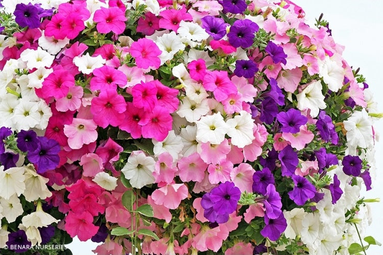 Petunia - RAINBOW Mixed