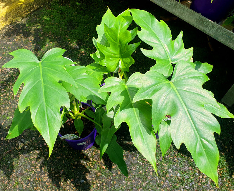 Philodendron lacerum - FINGERLING - Toothed Philodendron