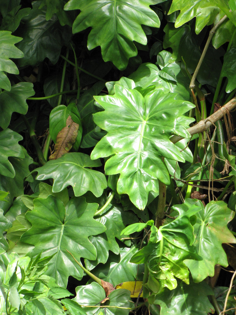 Philodendron lacerum - FINGERLING - Toothed Philodendron