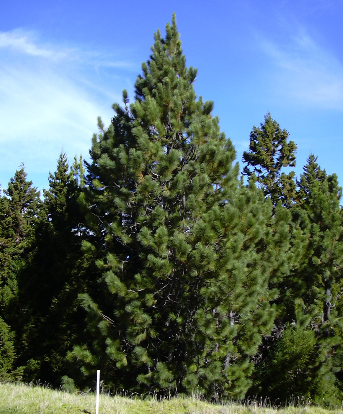 Pinus radiata - CHRISTMAS STAR - Monterey Pine