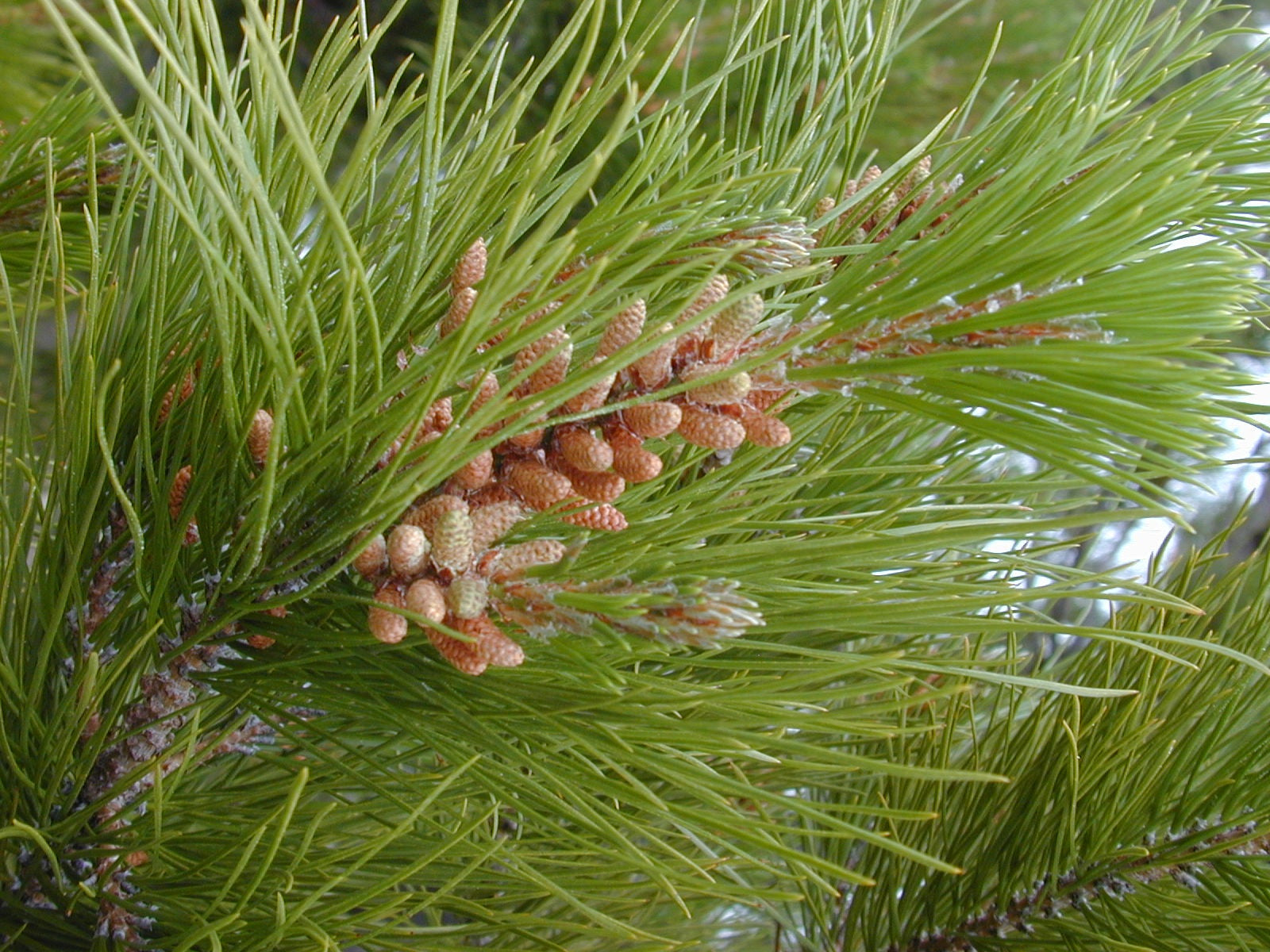 Pinus radiata - CHRISTMAS STAR - Monterey Pine