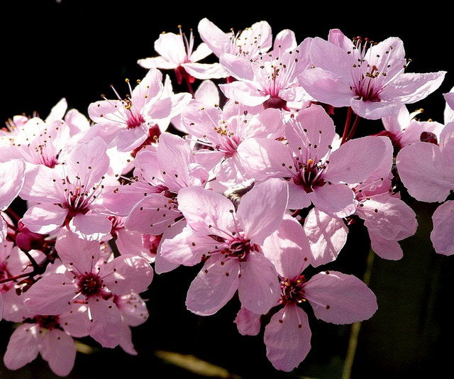 Prunus cerasifera - NIGRA - Ornamental Plum