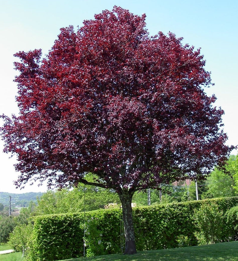 Prunus cerasifera - NIGRA - Ornamental Plum