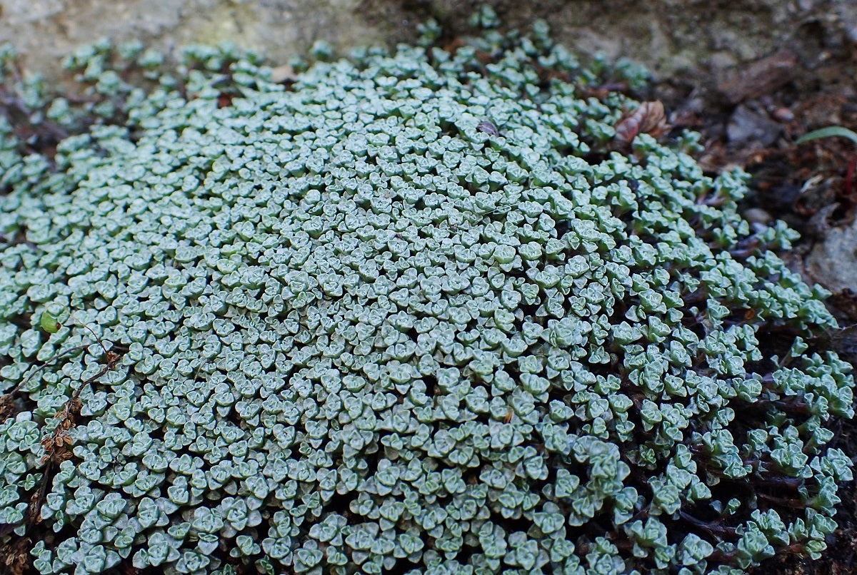 Raoulia australis - Sheep Carpet