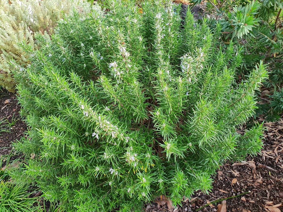 Rosemary - GALLIPOLI - Salvia rosmarinus