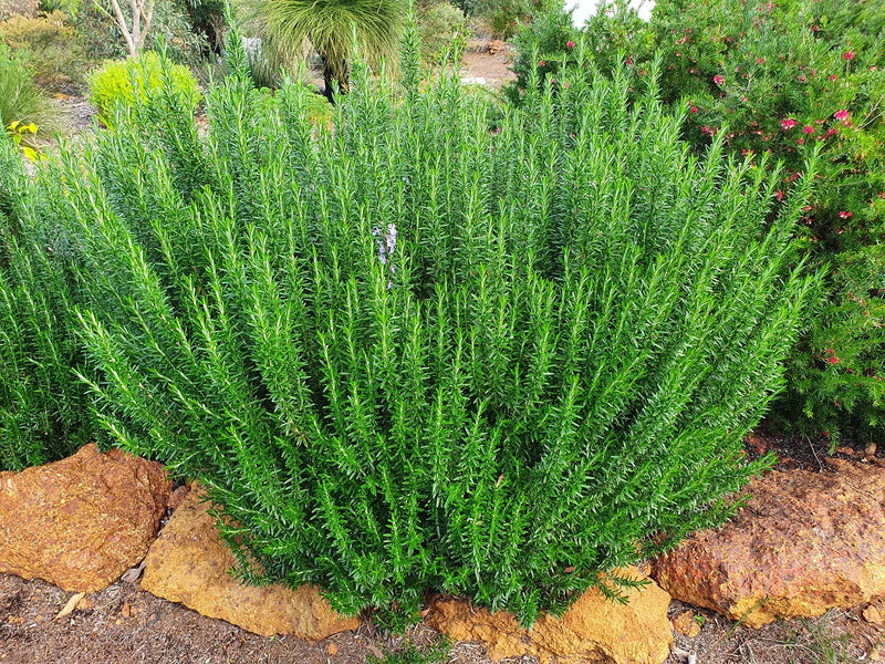 Rosemary - TUSCAN BLUE - Salvia rosmarinus