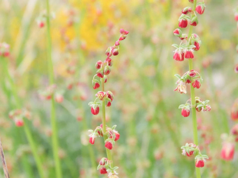 Sorrel French - Rumex scutatus