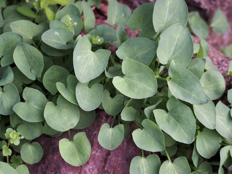 Sorrel French - Rumex scutatus